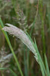 Common velvetgrass